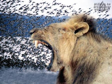 lion rugissant
