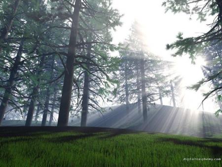forêt resplendissante