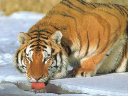 tigre buvant de l'eau