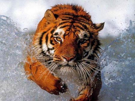fuyez, il arrive!!