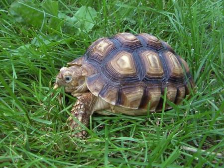 Tortue terrestre
