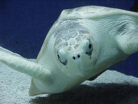 tortue de mer