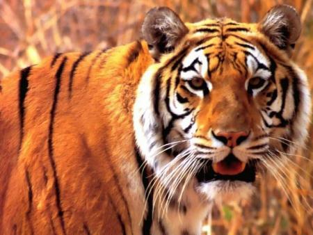 Magnifique tigre